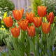 Tulipan Greetje Smit - GIGA paczka! - 250 szt.