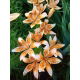 Lilia - Orange Electric - GIGA paczka! - 50 szt.