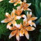 Lilia - Orange Electric - GIGA paczka! - 50 szt.