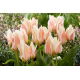 Tulipan Serano - 5 szt.