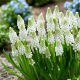 Szafirek White Pearl - 5 szt.