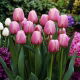 Tulipan Ollioules - 5 szt.