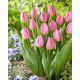 Tulipan Light Pink Prince - GIGA paczka! - 250 szt.