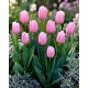 Tulipan jasnoróżowy - Light Pink - GIGA paczka! - 250 szt.