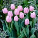 Tulipan jasnoróżowy - Light Pink - 5 szt.