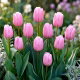 Tulipan jasnoróżowy - Light Pink - GIGA paczka! - 250 szt.
