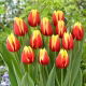Tulipan Jan Seignette - 5 szt.