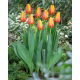 Tulipan World Peace - 5 szt.
