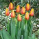 Tulipan World Peace - 5 szt.