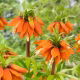 Korona Cesarska - Orange Beauty