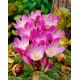 Zimowit - Colchicum speciosum - duża paczka! - 10 szt.