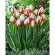 Tulipan Happy Generation - duża paczka! - 50 szt.