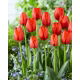 Tulipan Worlds Fire - 5 szt.