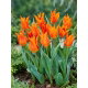 Tulipan liliokształtny pomarańczowy - Lilyflowering orange - 5 szt.