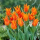 Tulipan liliokształtny pomarańczowy - Lilyflowering orange - duża paczka! - 50 szt.