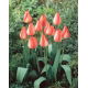 Tulipan Big Chief - GIGA paczka! - 250 szt.