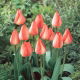 Tulipan Big Chief - GIGA paczka! - 250 szt.