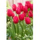 Tulipan Burgundy Lace - GIGA paczka! - 250 szt.