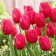 Tulipan Burgundy Lace - 5 szt.