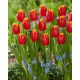 Tulipan Fabio - 5 szt.