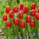Tulipan Fabio - GIGA paczka! - 250 szt.