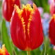 Tulipan Fabio - 5 szt.