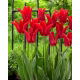Tulipan Moneymaker - GIGA paczka! - 250 szt.