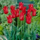Tulipan liliokształtny czerwony - Lilyflowering red - GIGA paczka! - 250 szt.