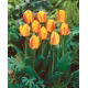 Tulipan Oxford Wonder - 5 szt.