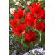 Tulipan Praestans Zwanenburg Variety - 5 szt.