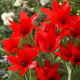 Tulipan Praestans Zwanenburg Variety - 5 szt.