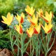 Tulipan Tinka - duża paczka! - 50 szt.