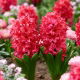 Hiacynt Red Glory - 3 szt.