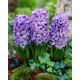 Hiacynt Blue Star - 3 szt.