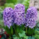 Hiacynt Blue Star - 3 szt.