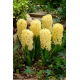 Hiacynt Yellow Queen - 3 szt.