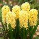 Hiacynt Yellow Queen - GIGA paczka! - 150 szt.