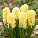 Hiacynt Yellow Queen - 3 szt.