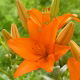 Lilia azjatycka - Orange Ton