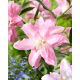 Lilia - Lotus Breeze - orientalna, pełna - GIGA paczka! - 50 szt.