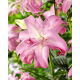 Lilia - Lotus Dream - orientalna, pełna - GIGA paczka! - 50 szt.
