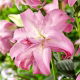 Lilia - Lotus Dream - orientalna, pełna - duża paczka! - 10 szt.