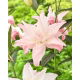 Lilia - Lotus Spring - orientalna, pełna - GIGA paczka! - 50 szt.