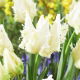 Tulipan Agrass Parrot - duża paczka! - 50 szt.
