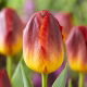 Tulipan Amberglow - duża paczka! - 50 szt.