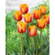 Tulipan Cash - GIGA paczka! - 250 szt.