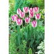 Tulipan Del Piero - GIGA paczka! - 250 szt.