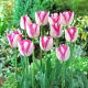 Tulipan Del Piero - duża paczka! - 50 szt.