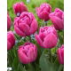 Tulipan Double You - GIGA paczka! - 250 szt.