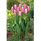 Tulipan Early Surprise - GIGA paczka! - 250 szt.